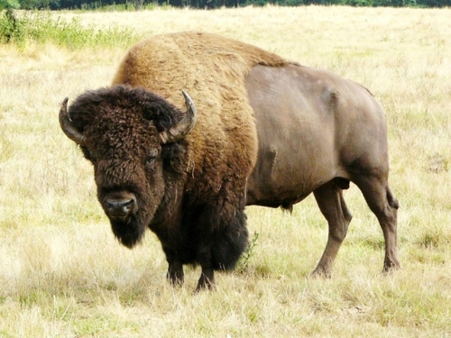 Image Viande de bison